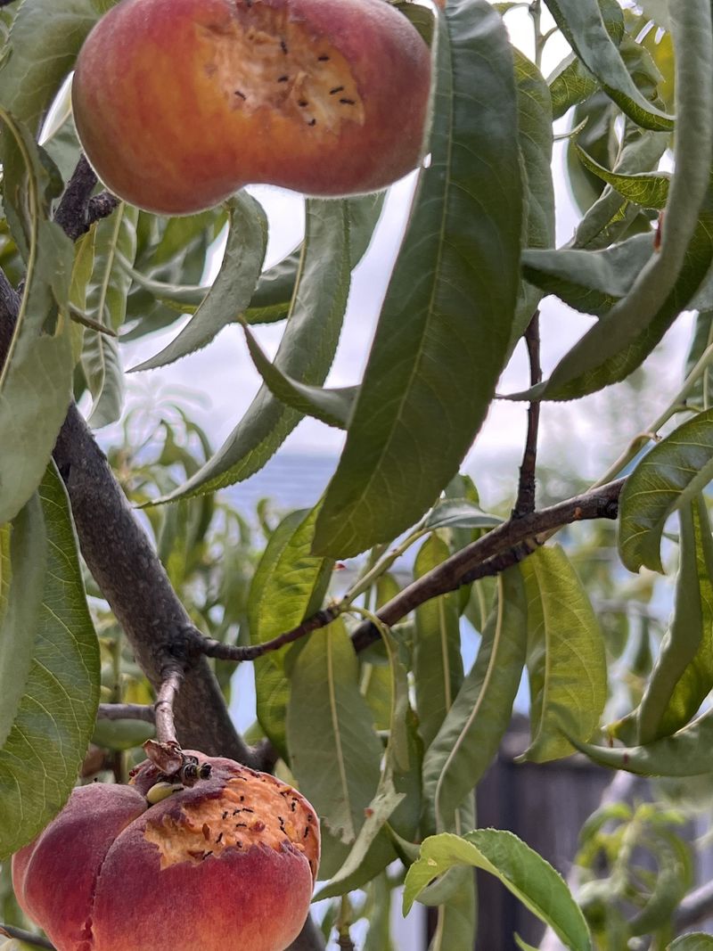 Ripe Peaches