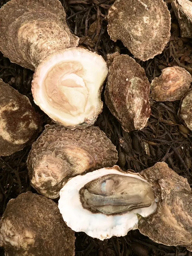 Oysters from Strangford Lough