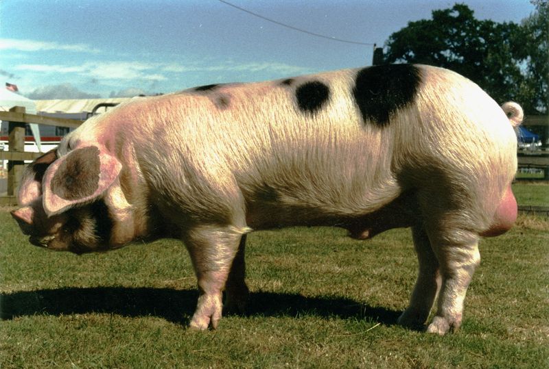 Gloucester Old Spot Pork – Gloucestershire