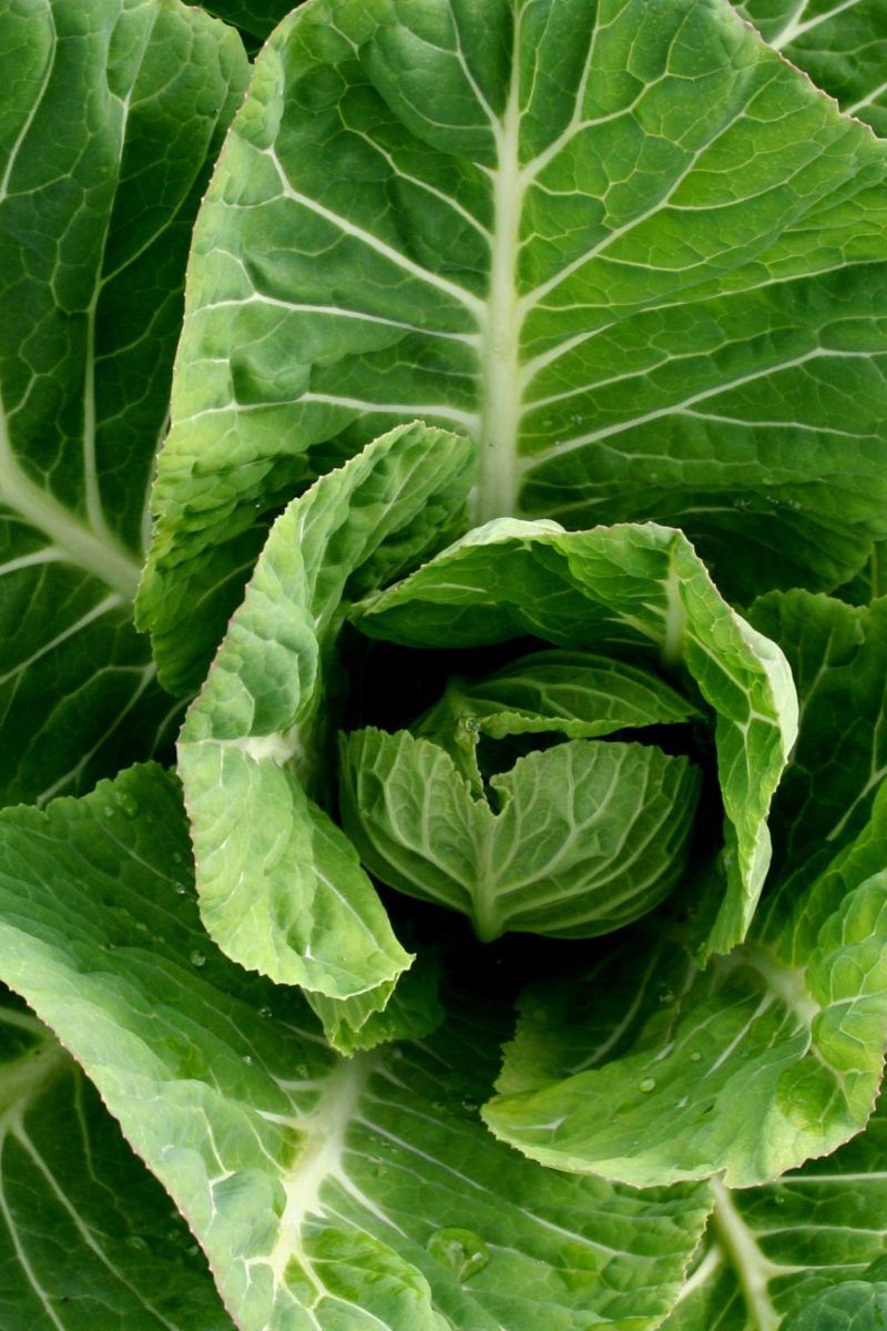 Collard Greens
