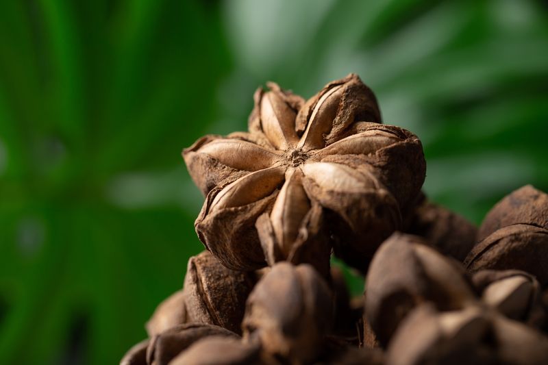 Sacha Inchi Seeds