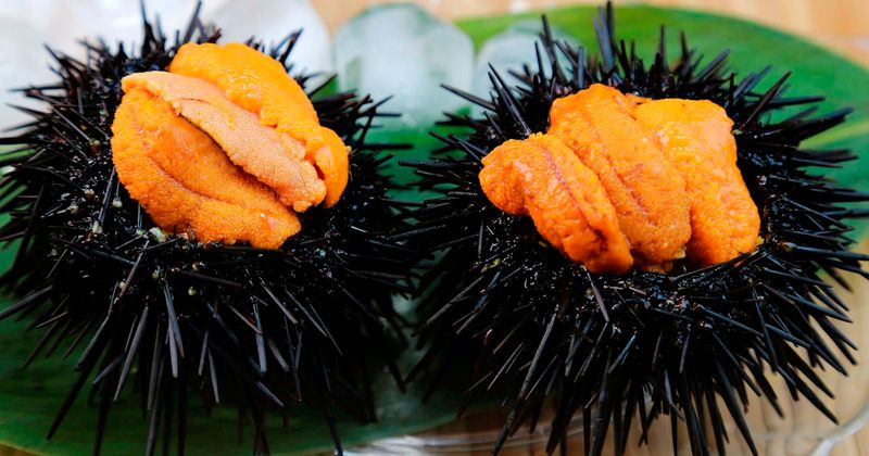 Uni (Sea Urchin)