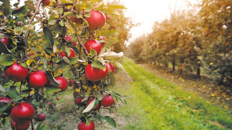 Apples