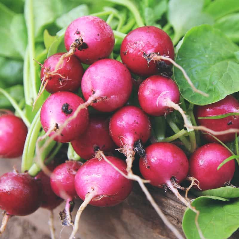 Radishes