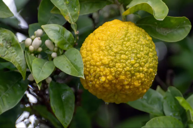 Bergamot Orange