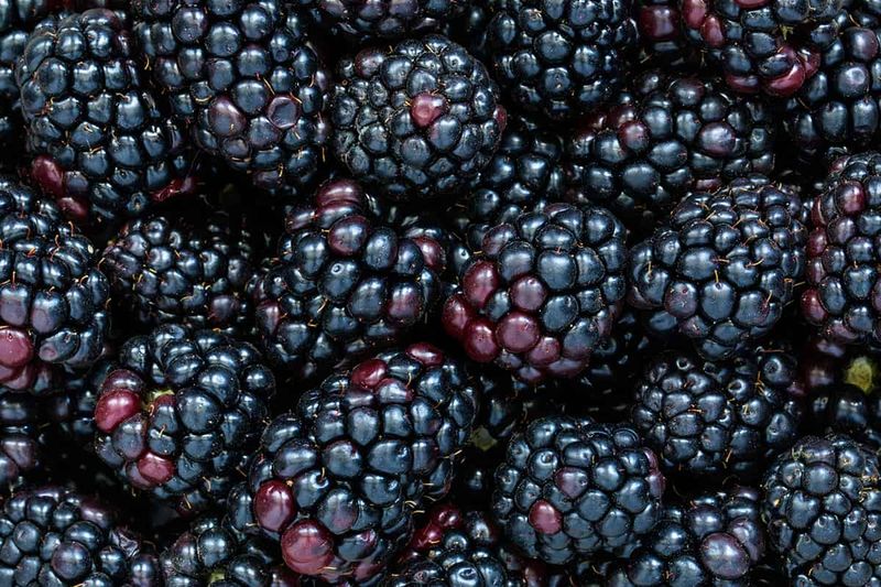 Blackberries