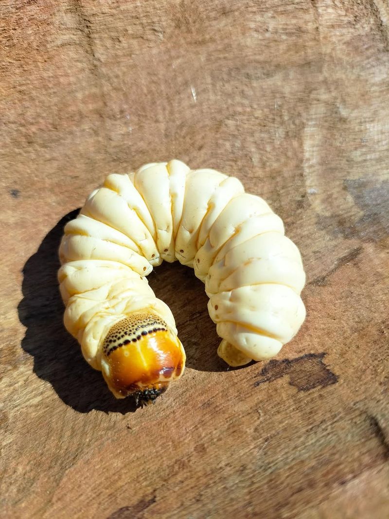 Witchetty Grubs – Bush Tucker (Australia)