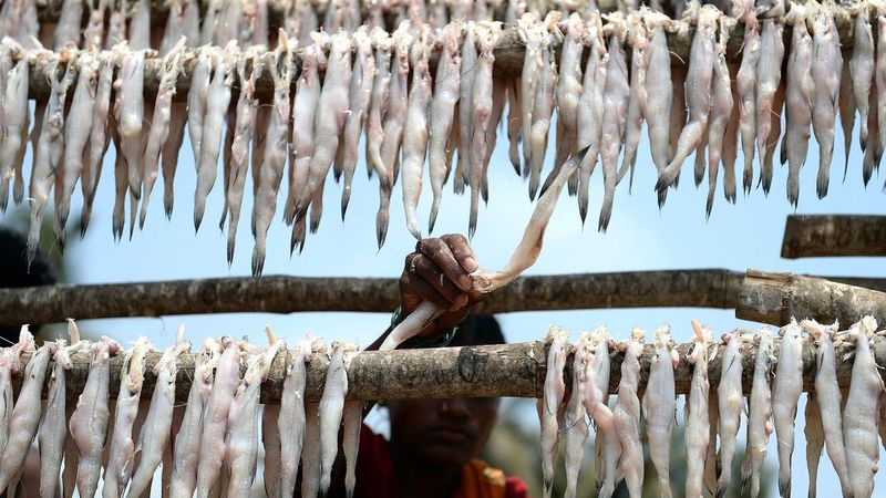 Bombay Duck
