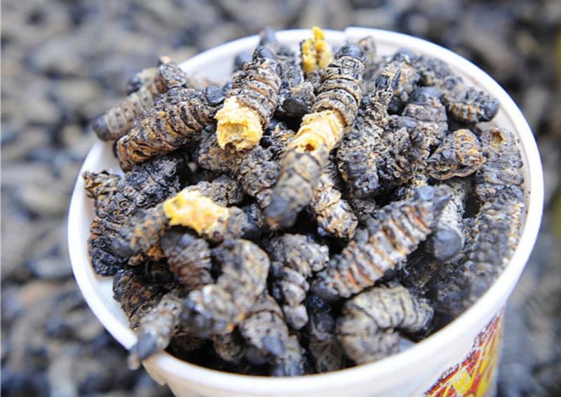 Mopane Worms - South Africa