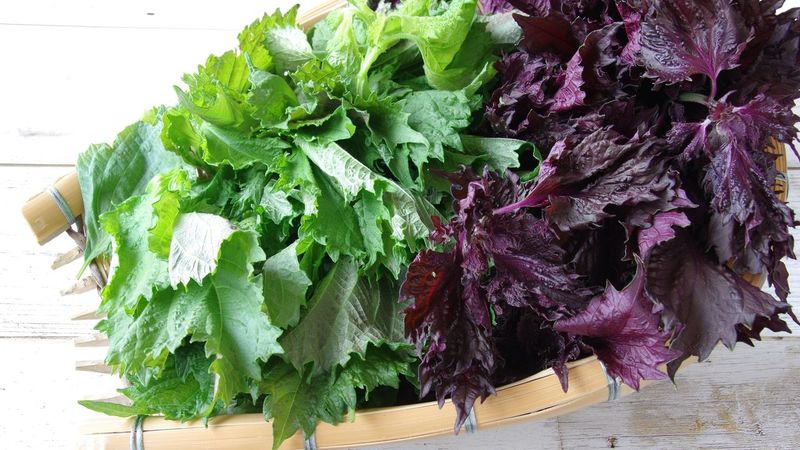 Shiso (Japan)