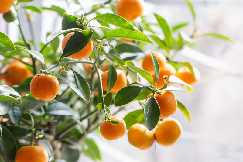 Satsuma Mandarin
