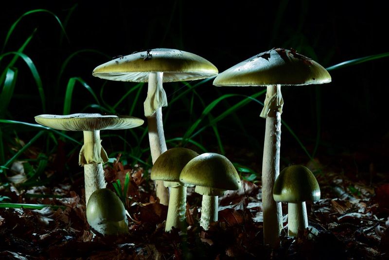 Wild Mushrooms