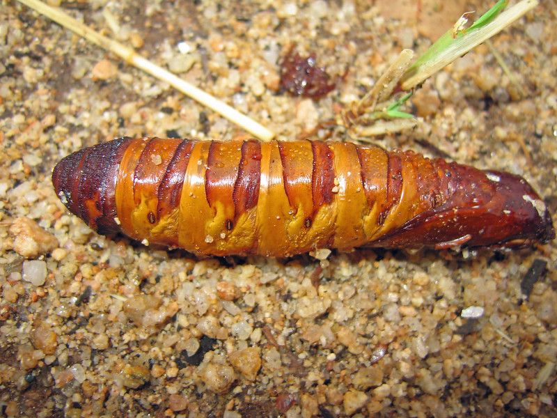 Witchetty Grub Filling (Indigenous Australia)