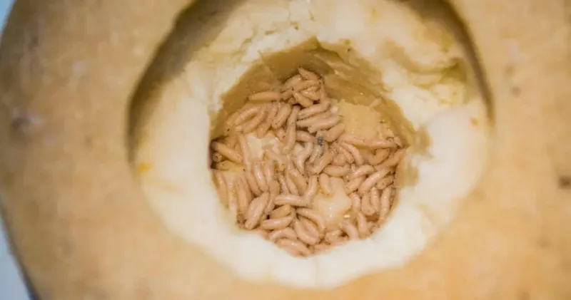 Casu Marzu – Maggot Cheese (Sardinia, Italy)