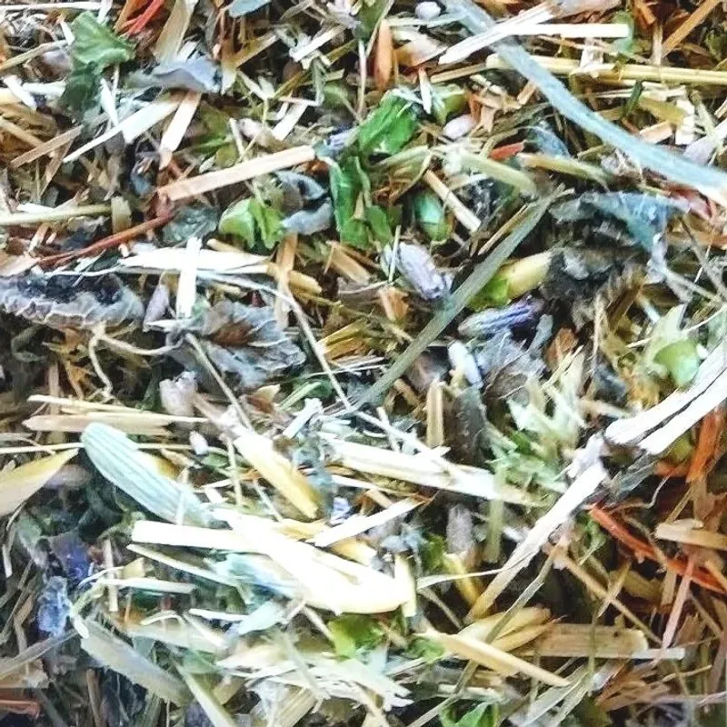 Skullcap and Oat Straw Tea