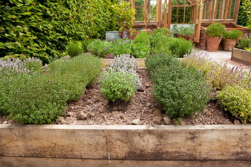 Grow Your Own Organic Herbs and Vegetables