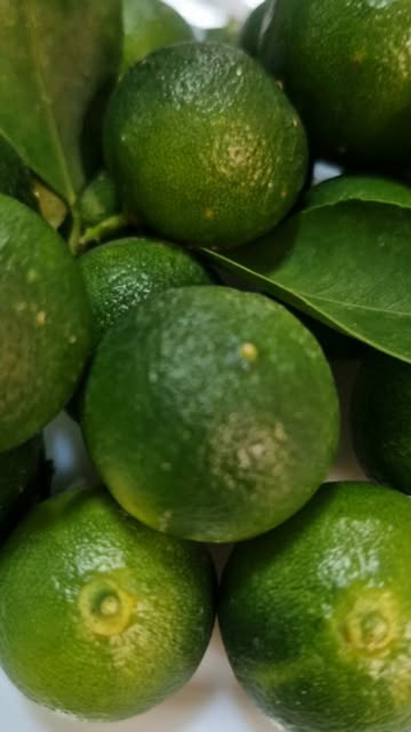 Calamansi