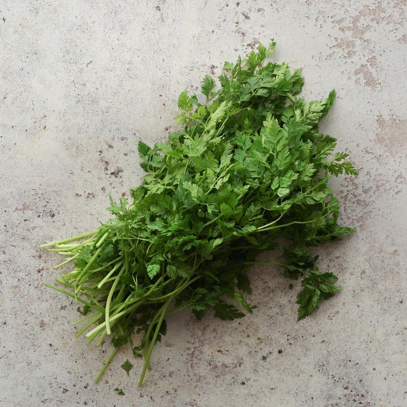 Chervil