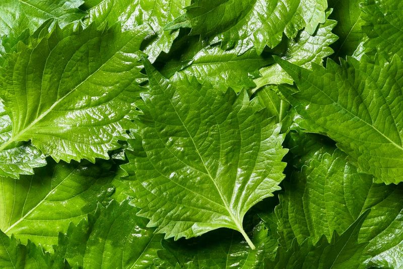 Shiso