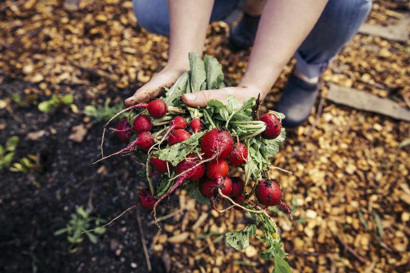 Radishes