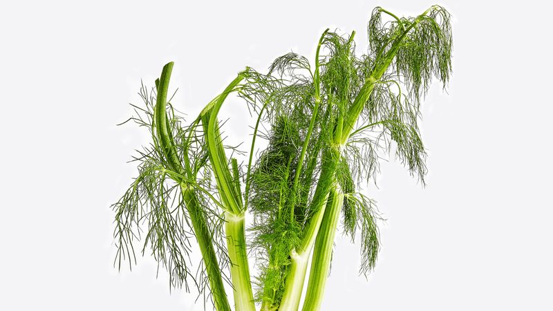 Fennel Fronds