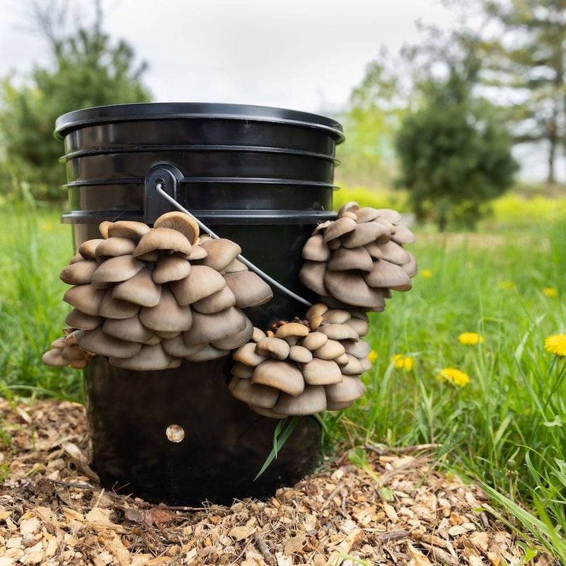 Grow Your Own Mushrooms at Home Easily