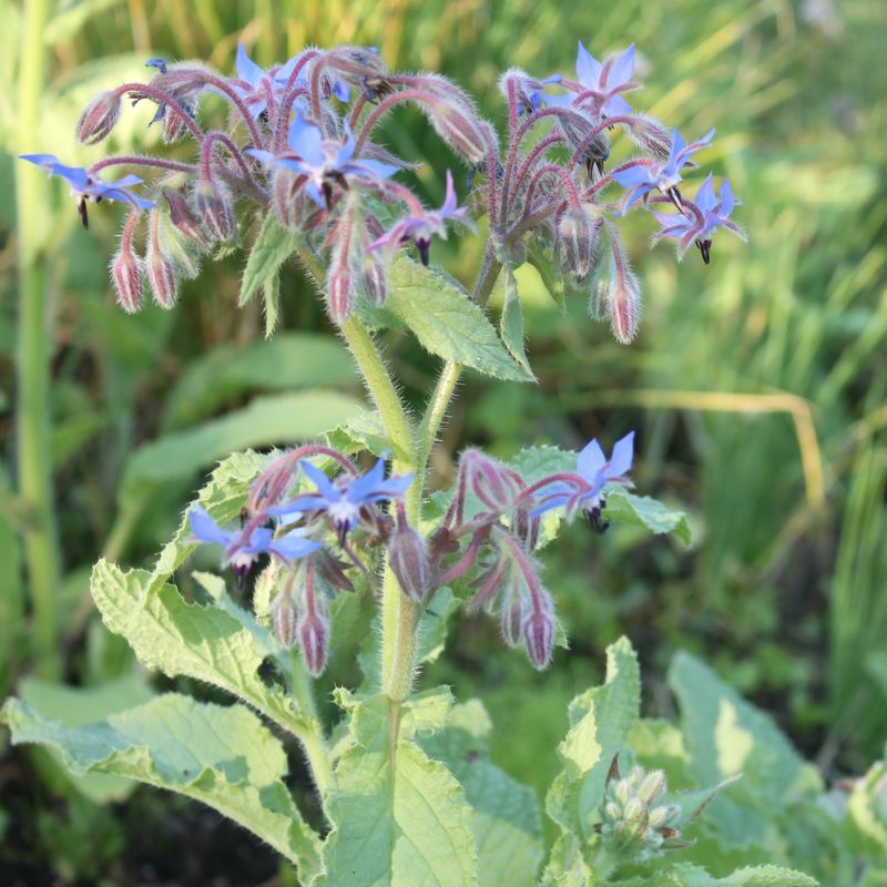 Borage