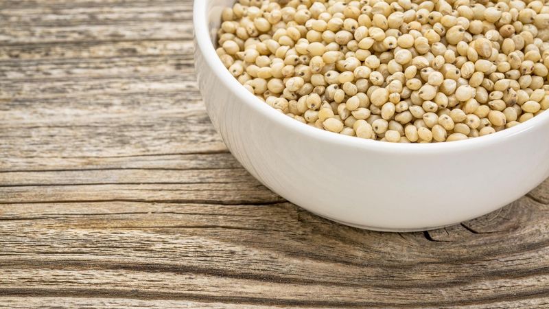 Sorghum