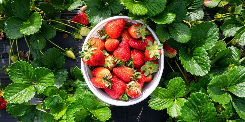 Fresh Strawberries