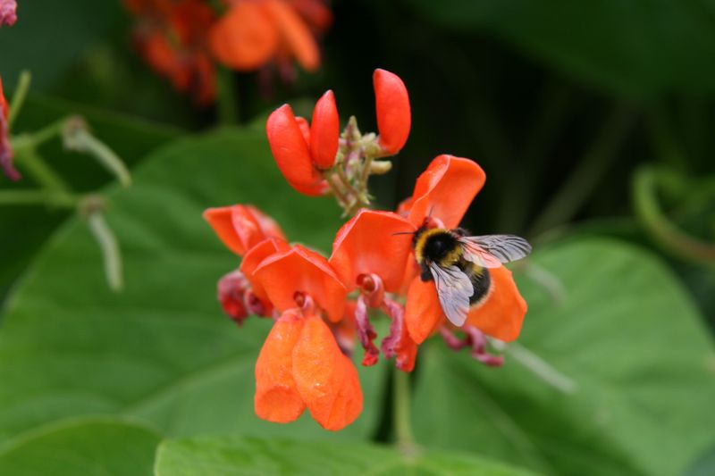 Scarlet Runner Beans