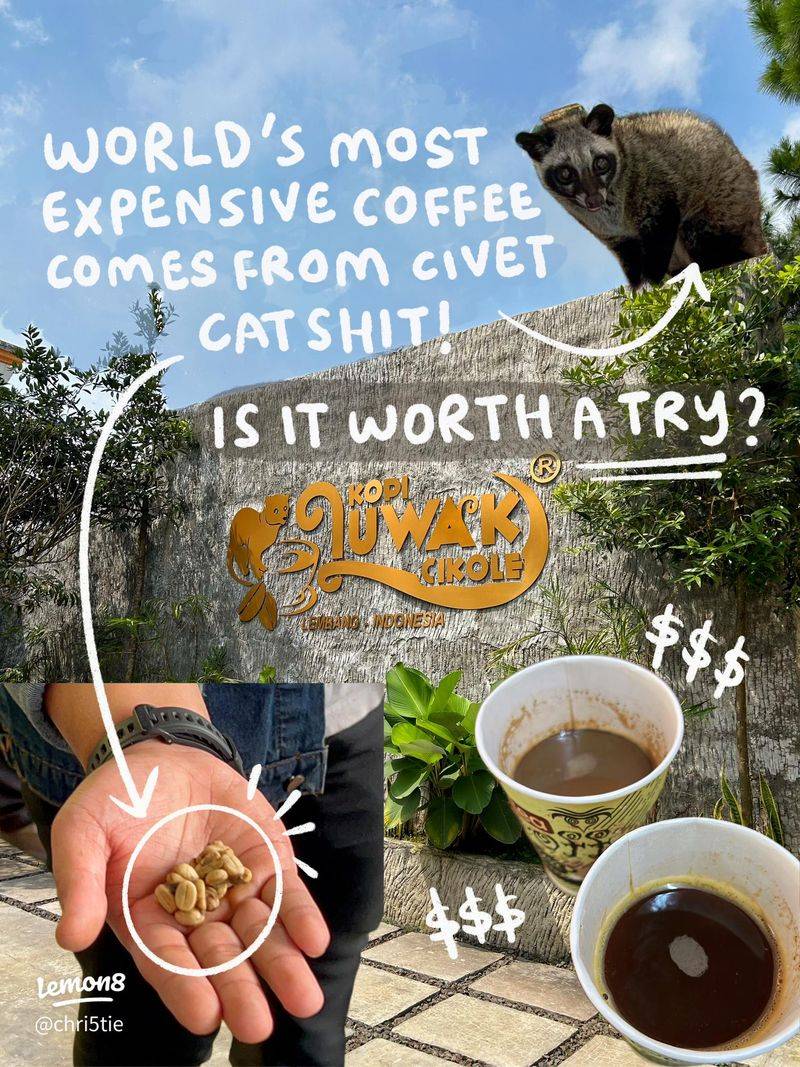 Kopi Luwak Coffee - Indonesia