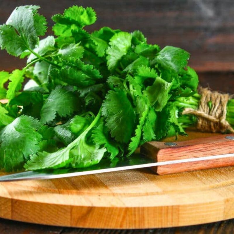 Cilantro