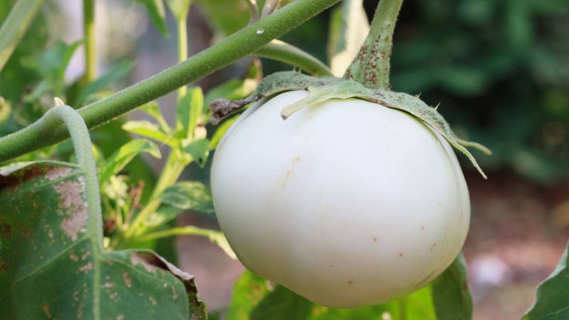 Eggplant