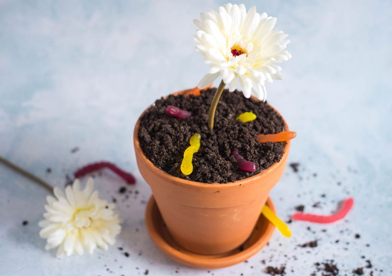 Dirt Cake