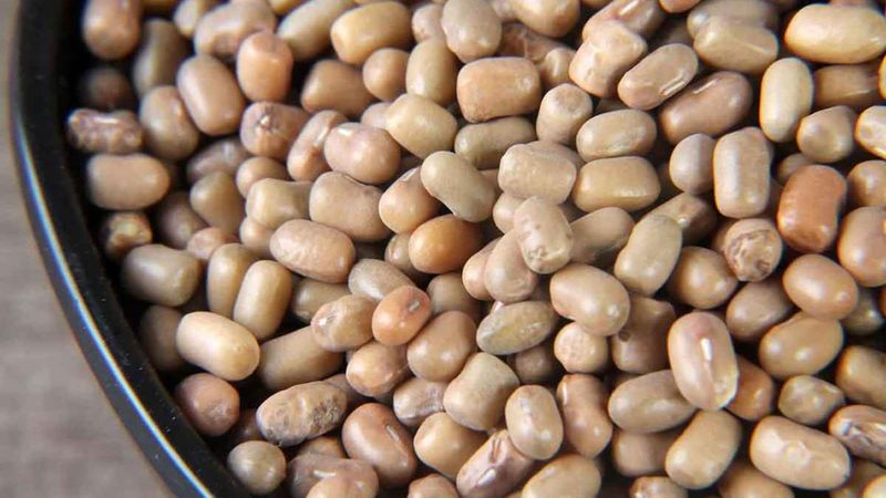 Moth Beans