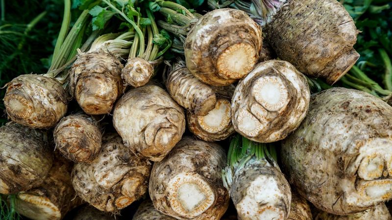 Celeriac (Celery Root)