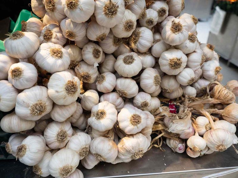 Garlic