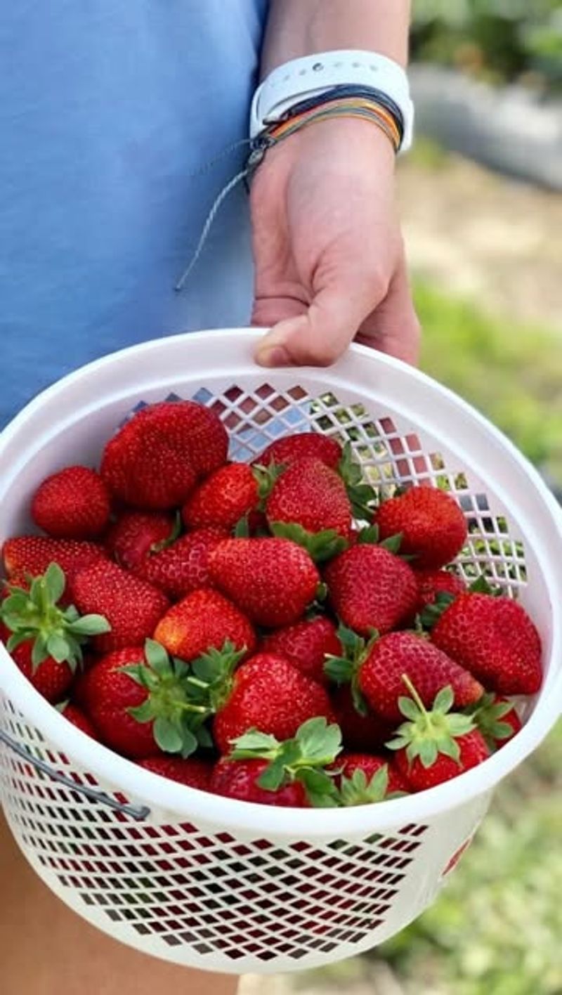 Strawberries from a Roadside Stall