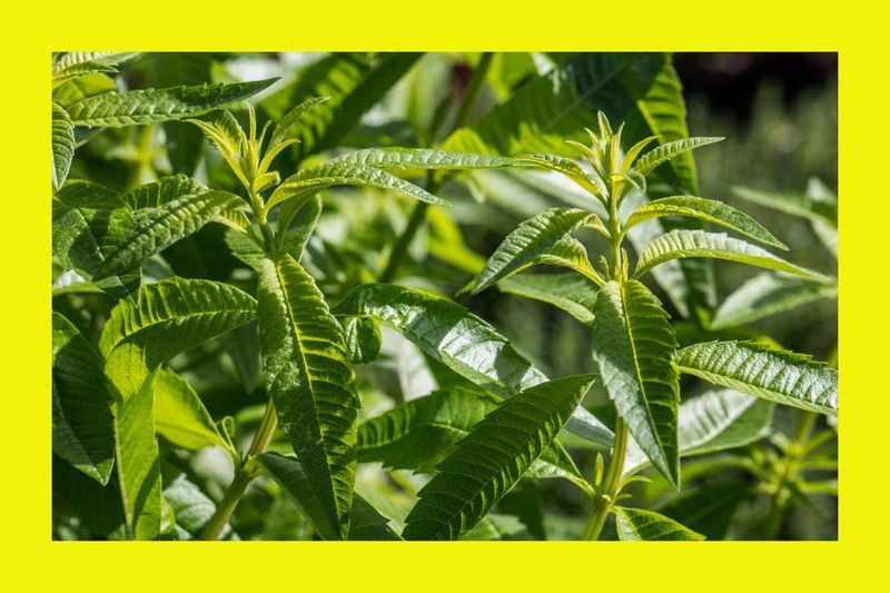Lemon Verbena