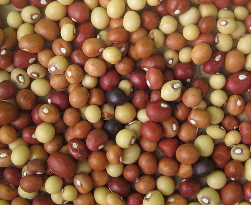 Bambara Groundnuts