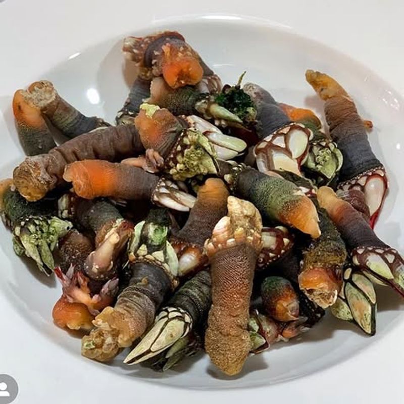 Percebes (Goose Barnacles)