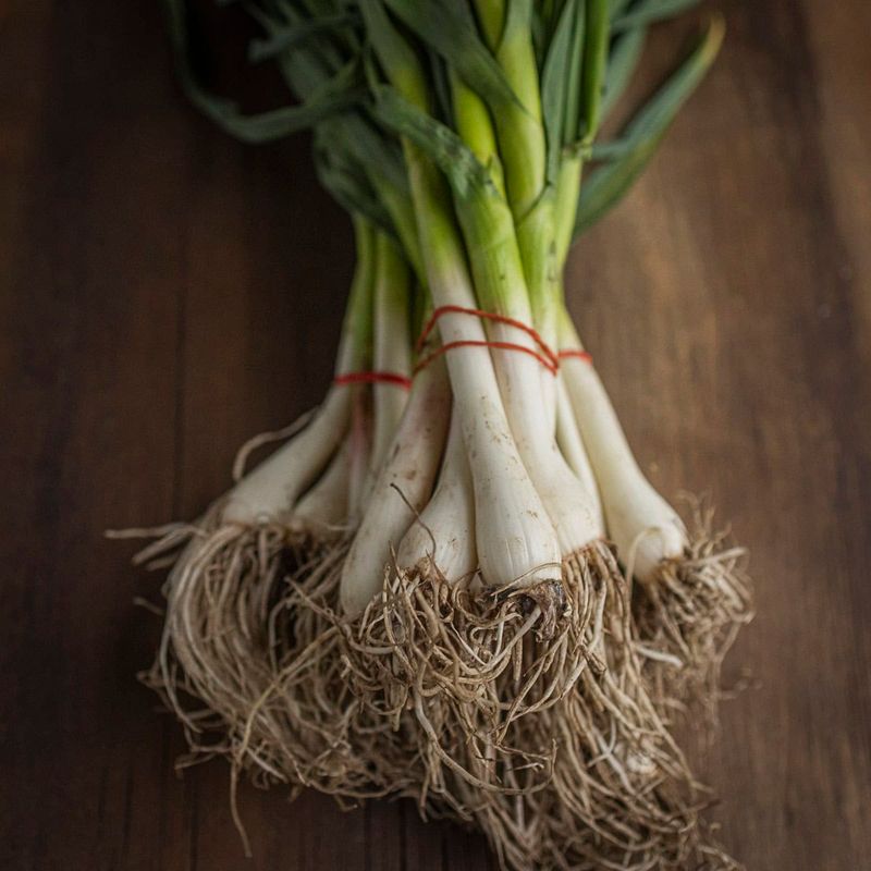 Green Garlic