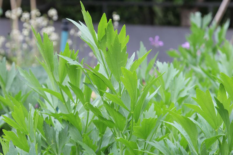 Lovage