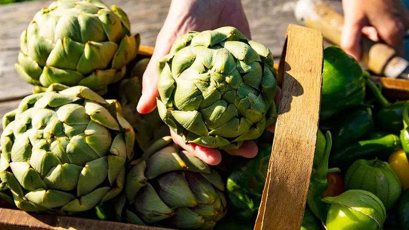 Artichokes
