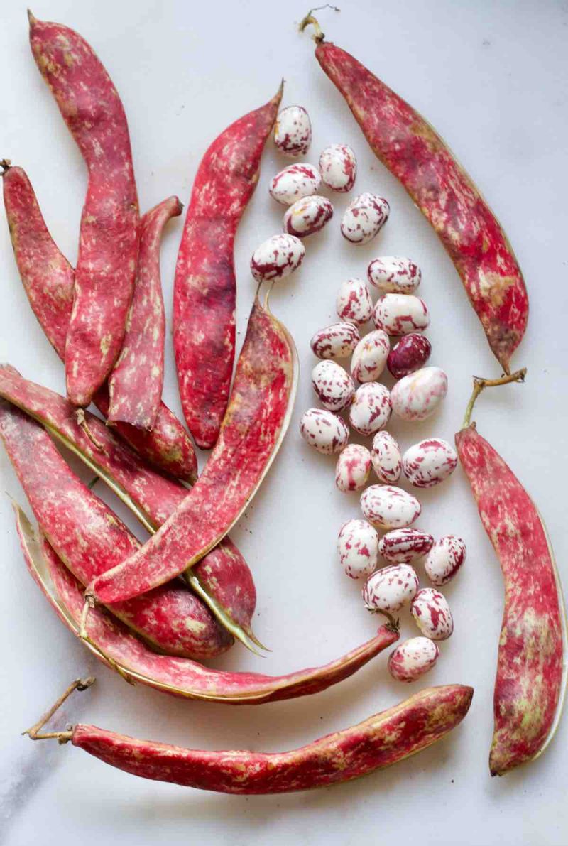 Cranberry Beans
