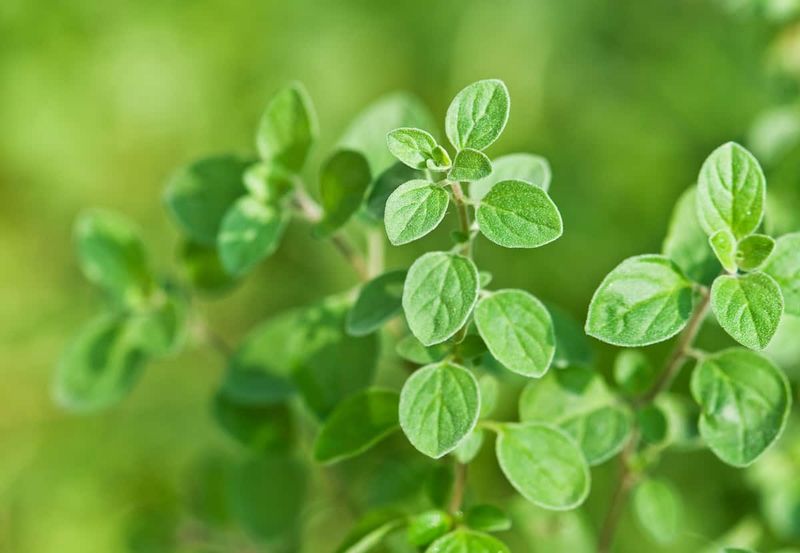 Oregano