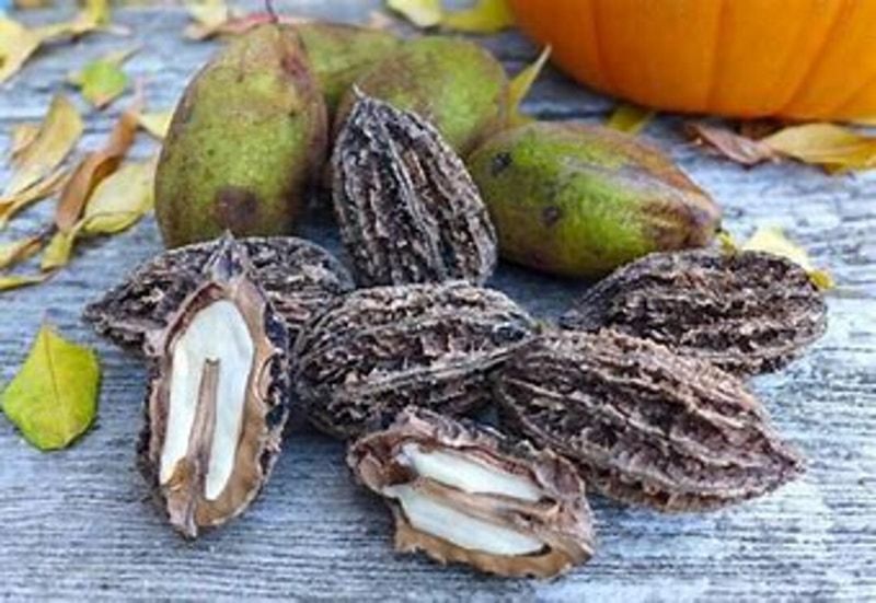 Butternuts (White Walnuts)