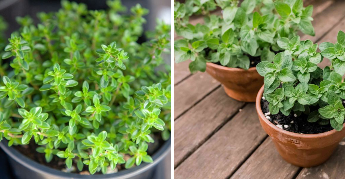 15 Herbs Beginners Can Easily Grow At Home - The Daily Dish