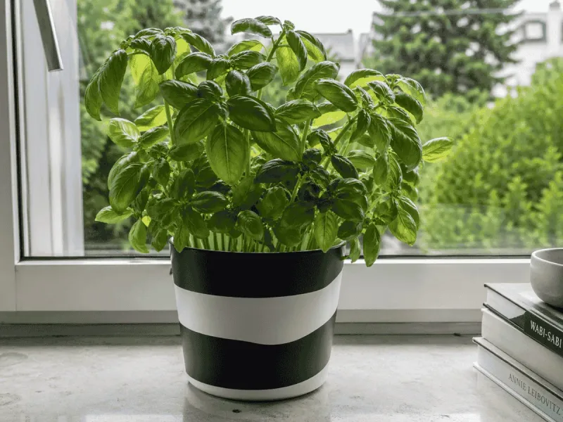 Basil
