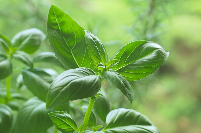 Basil